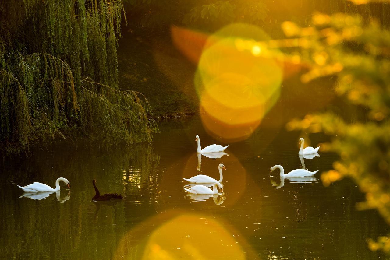 Lacul Verde Resort Ploieşti Buitenkant foto